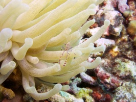 Spotted Cleaner Shrimp IMG 7413